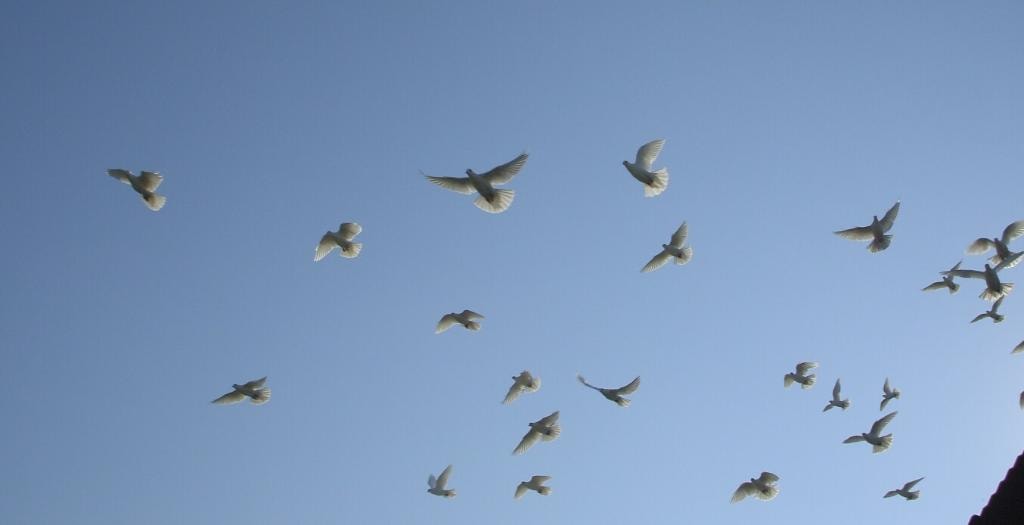 White doves released into the sky at a DFW ceremonial event by Doves 4 Yall