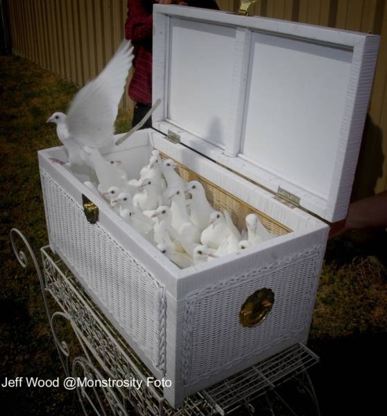 White doves in an open wicker basket ready for release at a Doves 4 Yall ceremony