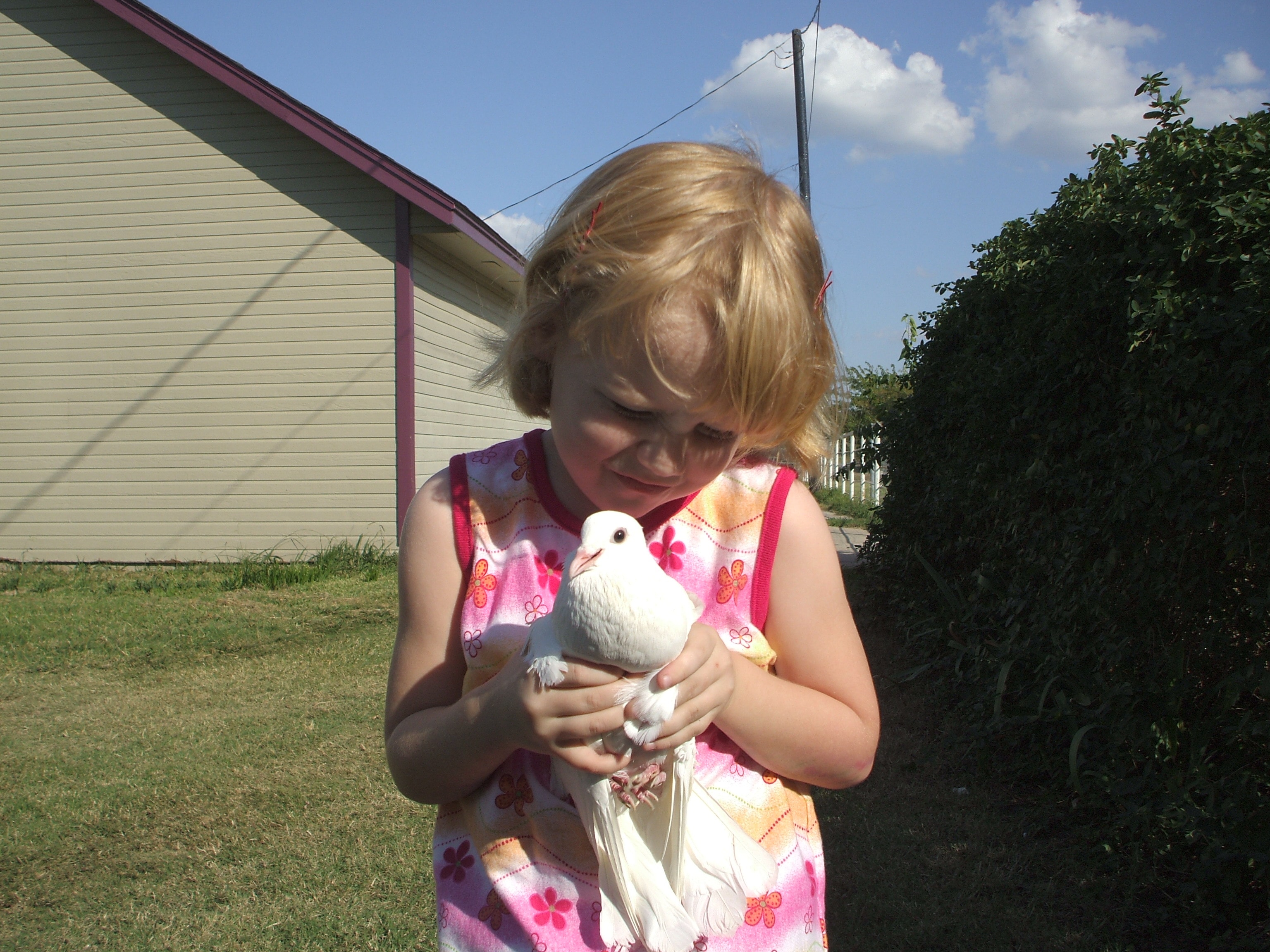 Child gently holding a white homing dove at a Doves 4 Yall event in Fort Worth, Texas