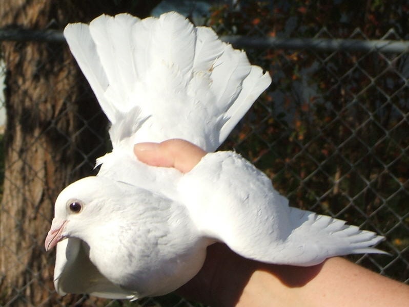 White dove spreading wings in hand, ready for ceremonial release at a Doves 4 Yall event