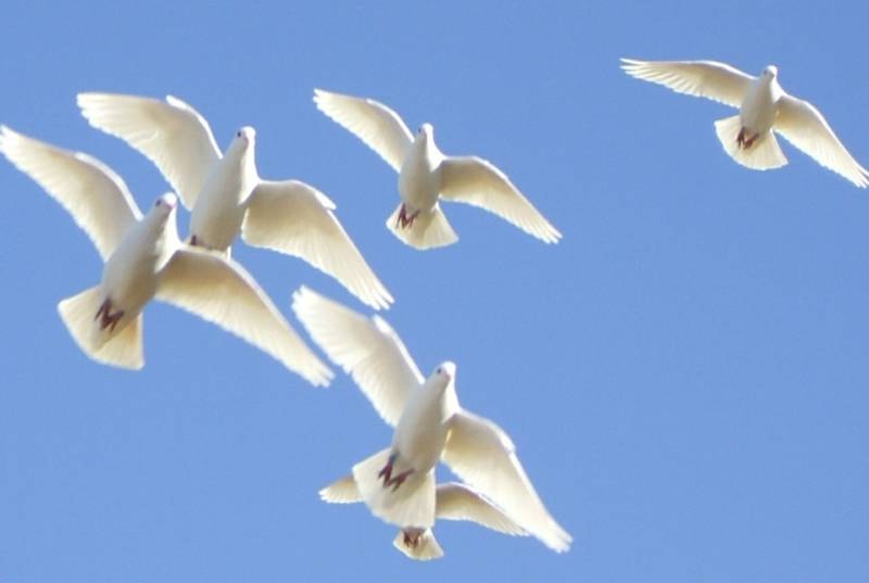 Flock of white doves in flight at a Doves 4 Yall ceremonial release in DFW
