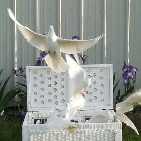 White dove in flight