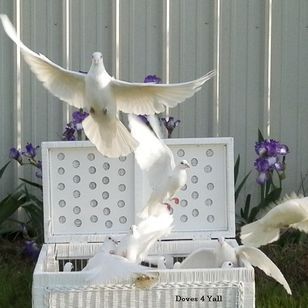 White dove emerging from decorative basket with purple flowers
